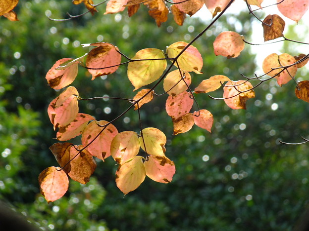 DSCF0241