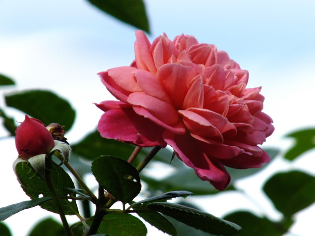 DSCF0303