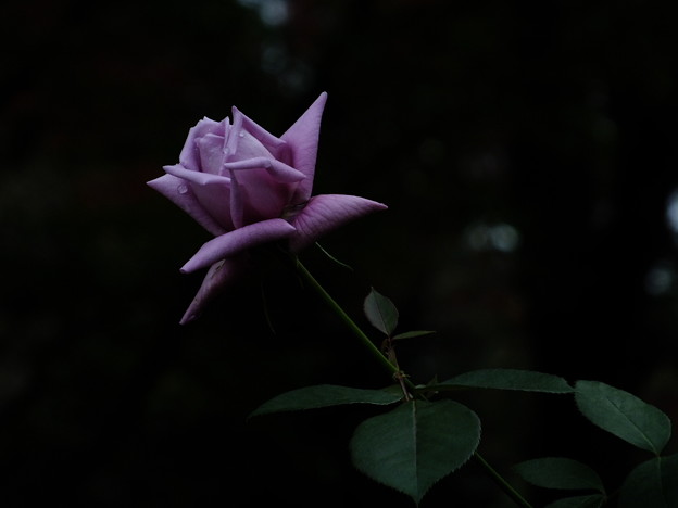 DSCF0313