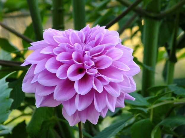 DSCF0634