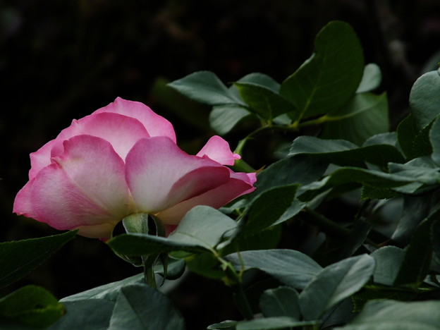 DSCF0331