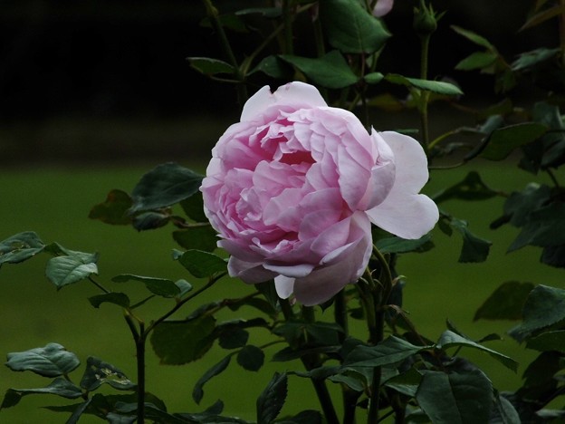 DSCF0419