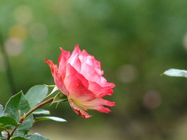 DSCF0459