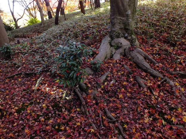 DSCF0120