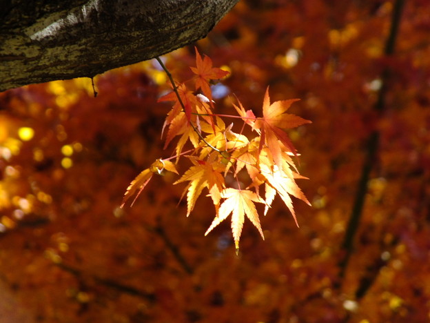 DSCF0034