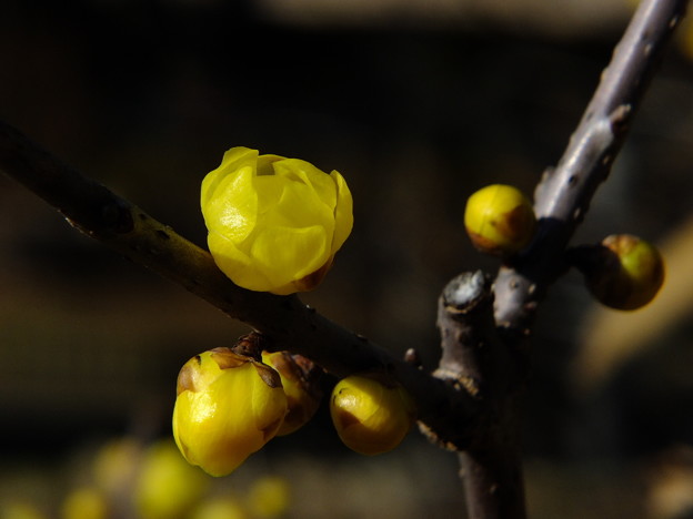 DSCF0034