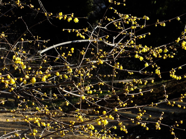 DSCF0206