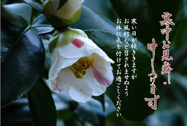 寒中5