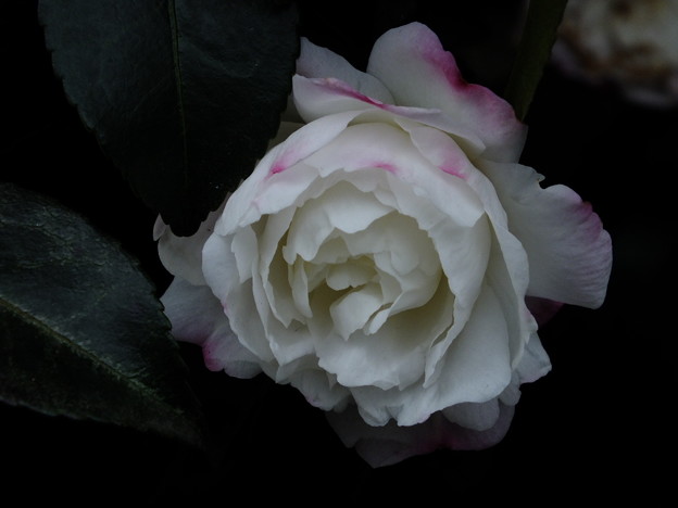DSCF0252