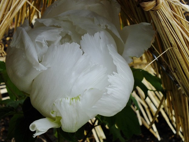DSCF0154