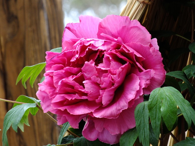 DSCF0316