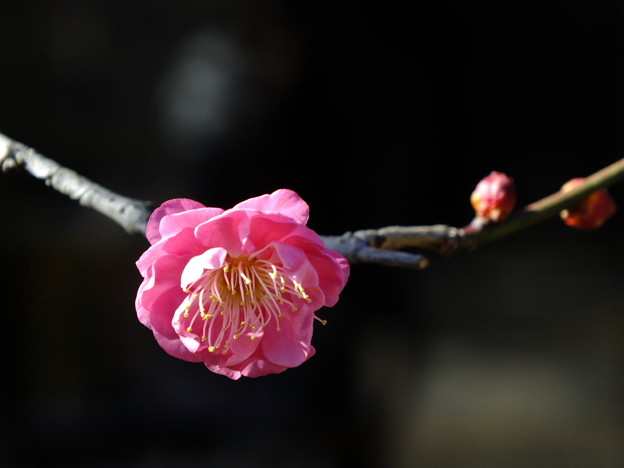 DSCF0009