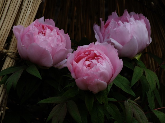 DSCF0164