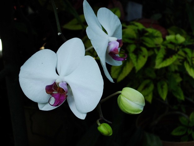 DSCF0025