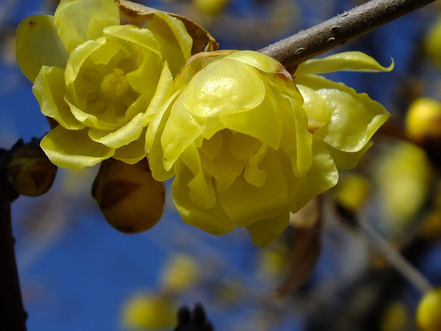 DSCF0050