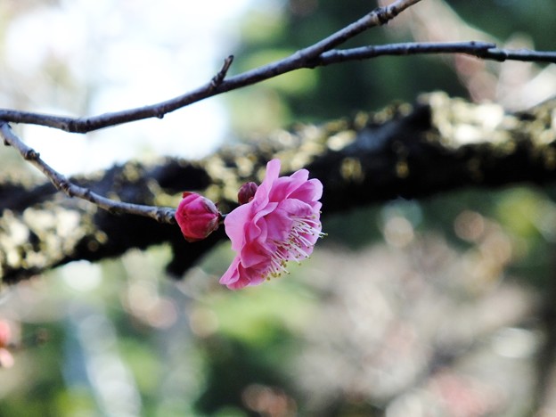 DSCF0193