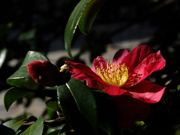 DSCF0225