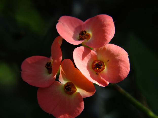 DSCF0039