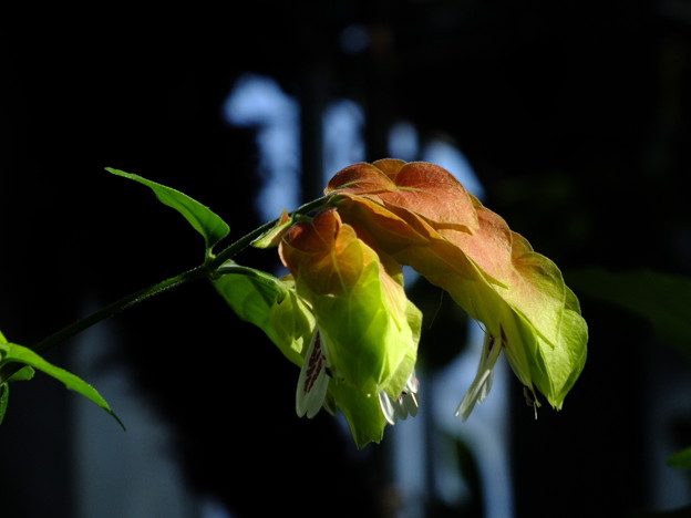 DSCF0067