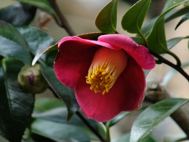 DSCF0284