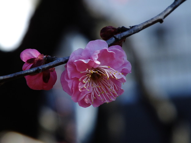 DSCF0083