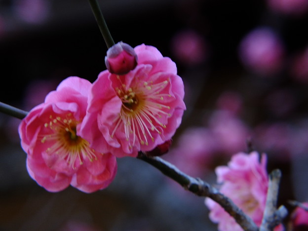 DSCF0192
