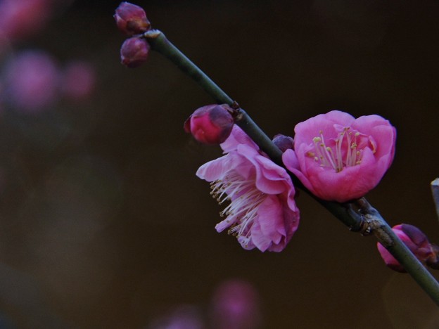 DSCF0193