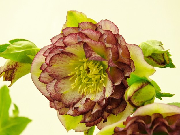 DSCF0597