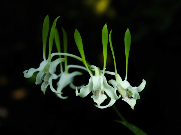 DSCF0207