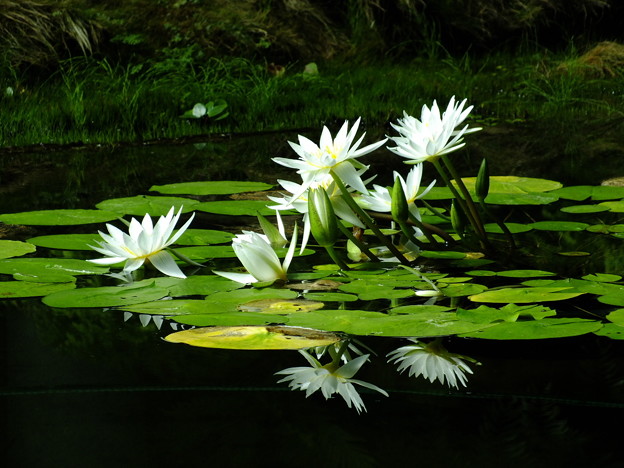 DSCF0225