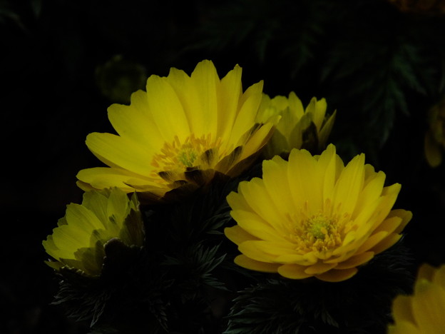 DSCF0346