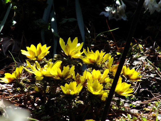 DSCF0075