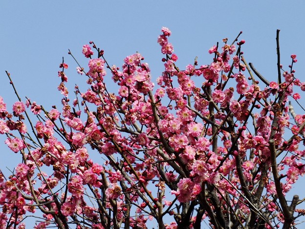 DSCF0296