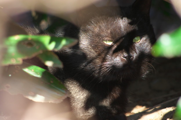 潜む黒猫