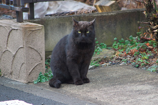 道端の黒猫ちゃん