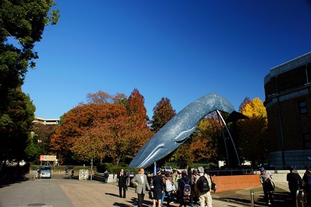 国立科学博物館　シロナガスクジラ
