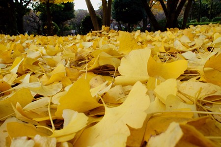 じゅんさい池緑地　黄金色の絨毯
