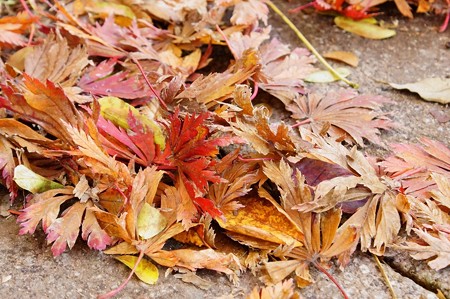 上野公園 散るは定め