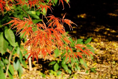 上野公園 縮緬楓系の紅葉