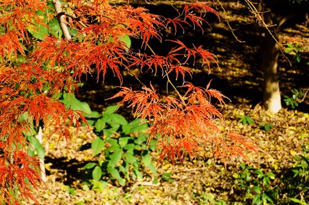 上野公園 縮緬楓系の紅葉