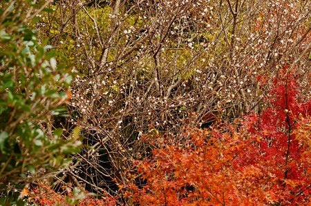 十月桜と紅葉
