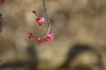 水元公園　紅梅