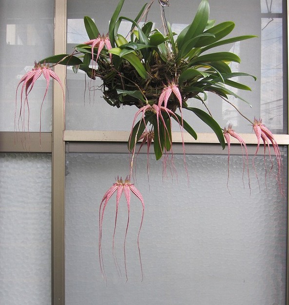 Bulb.Elizabeth Ann　Buckleberry