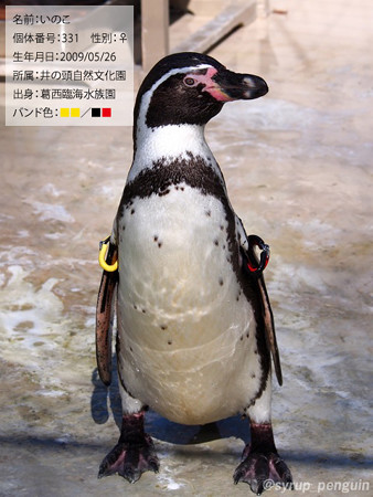 20150214 葛西 いのこ ブロマイド