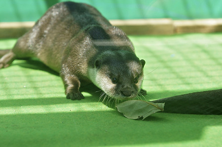 tokyowildlife110924042