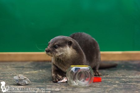 tokyowildlife140920156