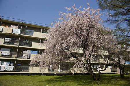 tokiwadai090411006