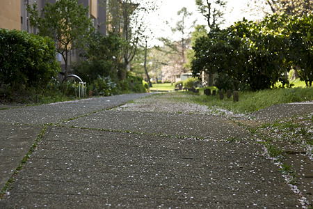 tokiwadai090411009