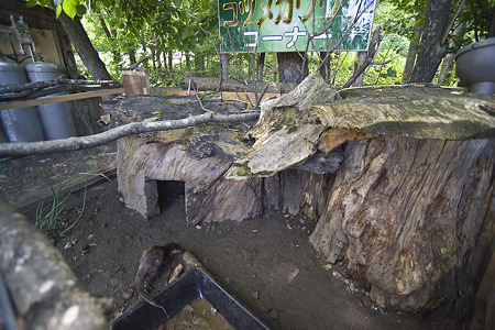 northsafari110705079