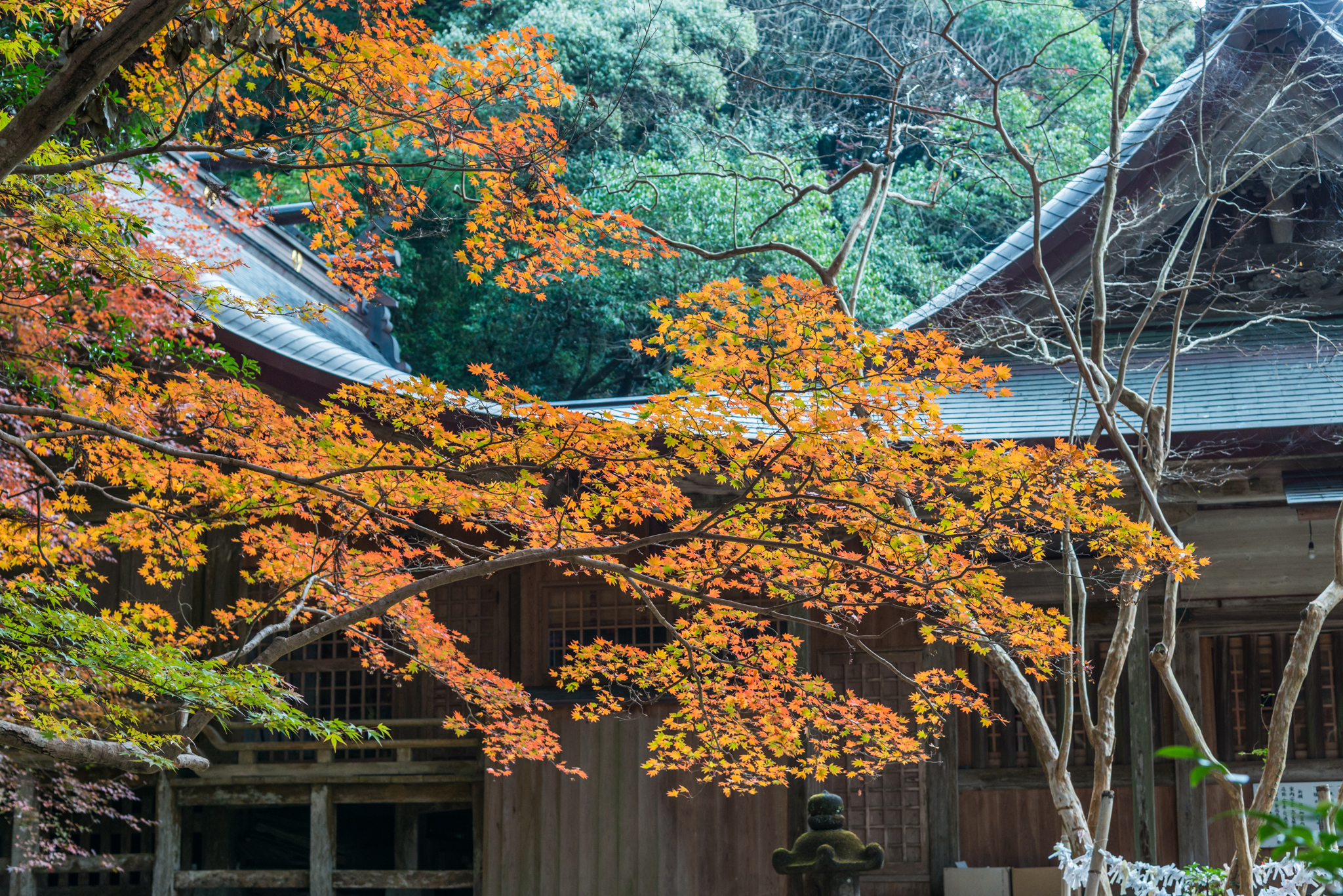 仁比山神社-拝殿横_2014.11.20